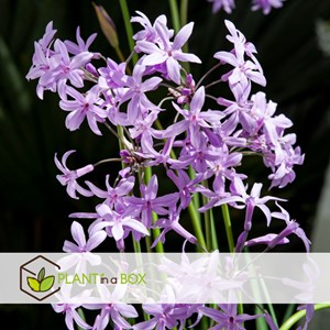 Tulbaghia knobikraut ail sauvage - 3