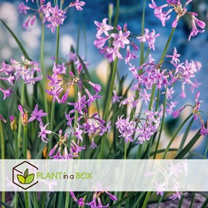 Tulbaghia knobikraut ail sauvage - 3