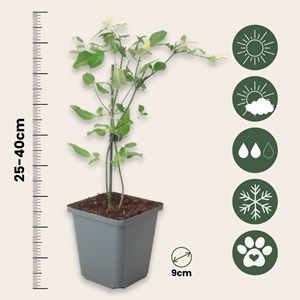 Jasmin rose summer scent - 6