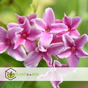 Jasmin rose summer scent - 6