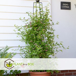 Jasmin rose summer scent - 6