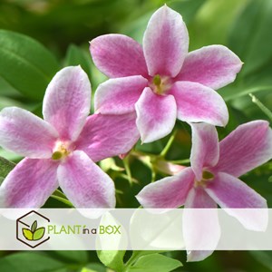 Jasmin rose summer scent - 3