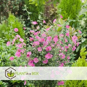 Anisodontea capensis lavatère du cap - 6