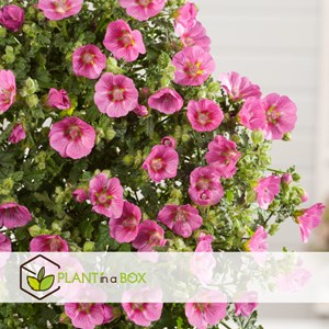 Anisodontea capensis lavatère du cap - 6