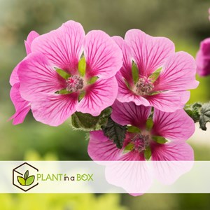 Anisodontea capensis lavatère du cap - 6