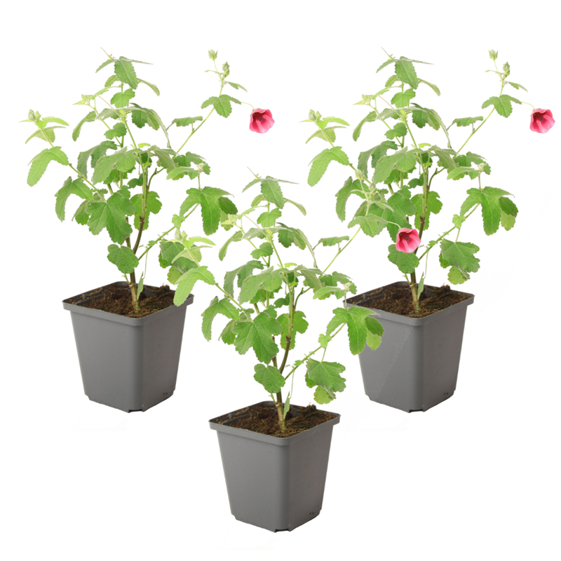 Anisodontea capensis lavatère du cap - 3