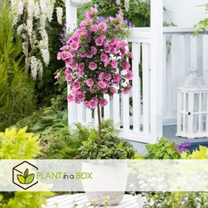 Anisodontea capensis lavatère du cap - 3