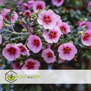 Anisodontea capensis lavatère du cap - 3