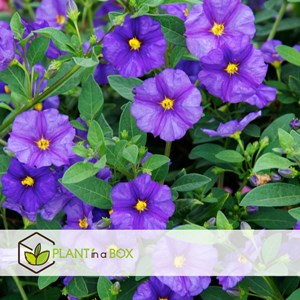 Solanum rantonnetii morelle - 6