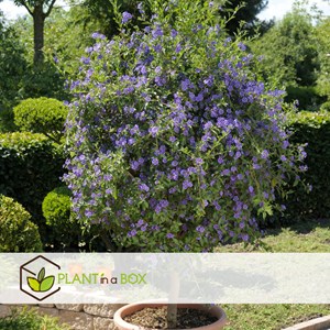 Solanum rantonnetii morelle - 6