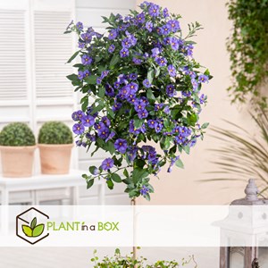 Solanum rantonnetii morelle - 6