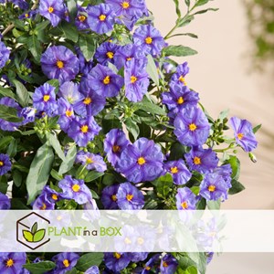 Solanum rantonnetii morelle - 3