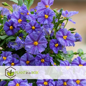 Solanum rantonnetii morelle - 3