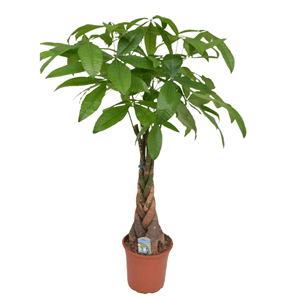 Pachira money tree (arbre à argent) xl