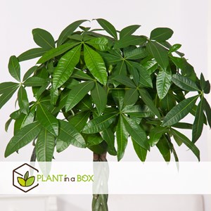 Pachira money tree (arbre à argent) xl