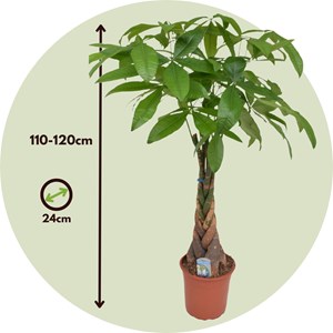 Pachira money tree (arbre à argent) xl