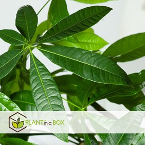 Pachira money tree (arbre à argent) xl