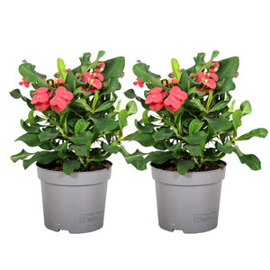 Euphorbia milii épine du christ - x2