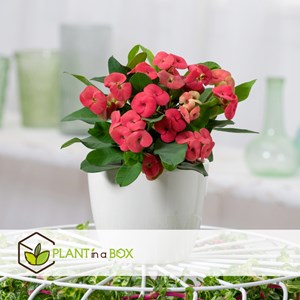 Euphorbia milii épine du christ - x2