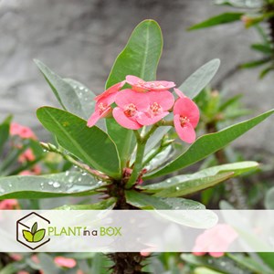 Euphorbia milii épine du christ - x2