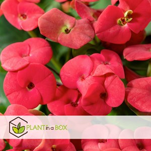 Euphorbia milii épine du christ - x2