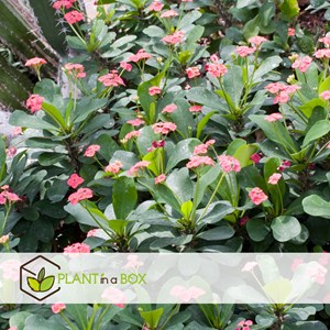 Euphorbia milii épine du christ