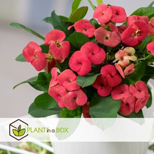 Euphorbia milii épine du christ