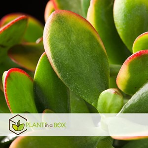 Crassula ovata sunset xl