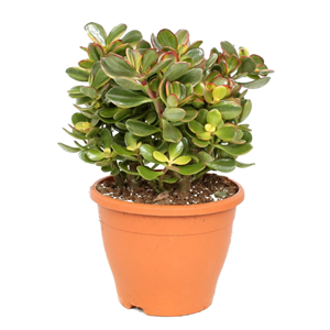 Crassula ovata sunset l