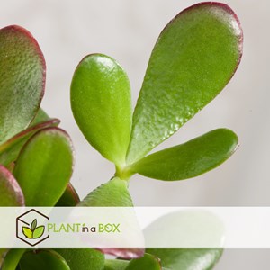 Crassula ovata sunset l