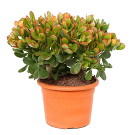 Crassula ovata sunset m