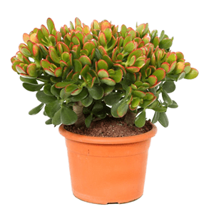 Crassula ovata 'sunset' m