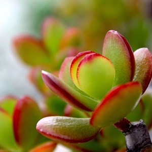 Crassula ovata sunset m