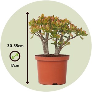 Crassula ovata sunset m