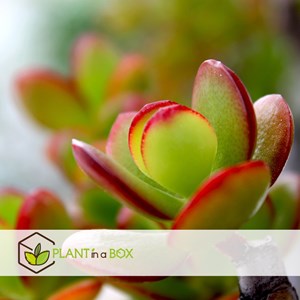 Crassula ovata sunset m