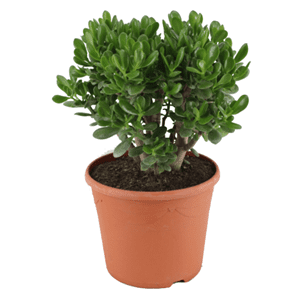 Crassula ovata 'minor' xl