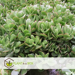 Crassula ovata minor xl