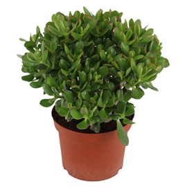 Crassula ovata minor l