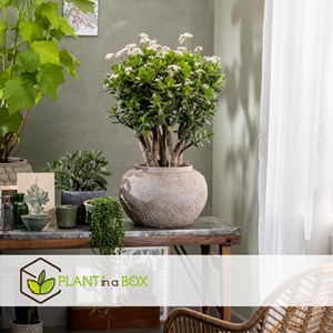 Crassula ovata minor l