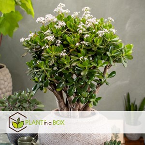 Crassula ovata minor l