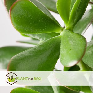 Crassula ovata minor l