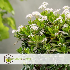 Crassula ovata minor l