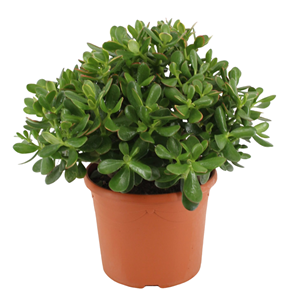 Crassula ovata minor m
