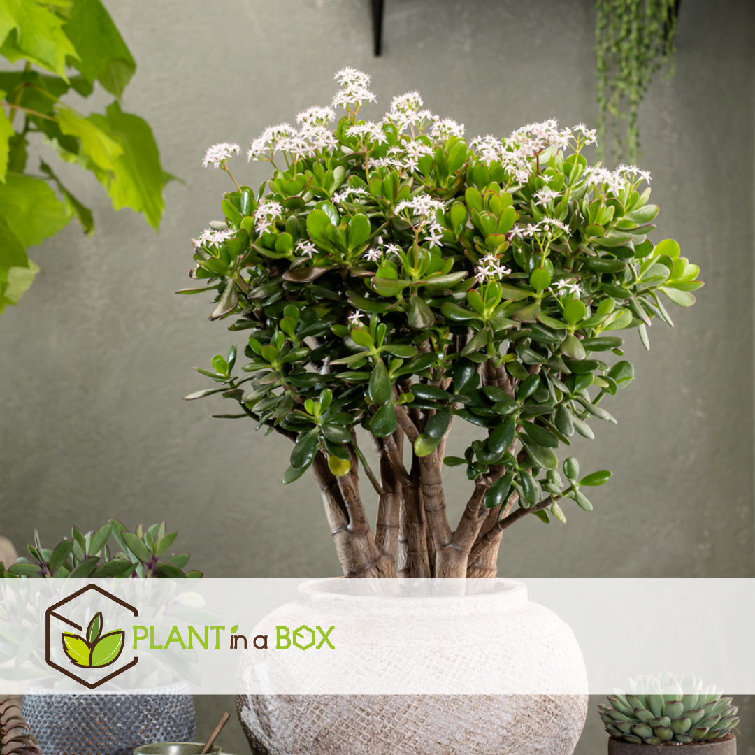 Lot De 3 Plantes Grasses Crassula - Arbre à Argent (Minor, Hobbit, Sunset) - Pot 12 Cm - Plantes D'intérieur Faciles à Entretenir - 8