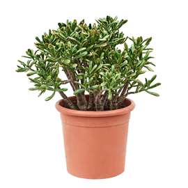 Crassula ovata hobbit xl