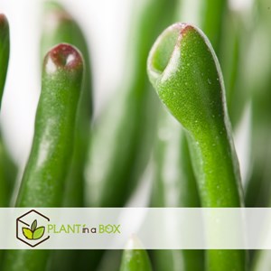 Crassula ovata hobbit xl