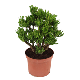 Crassula ovata hobbit l