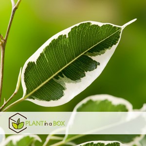 Ficus benjamina twilight xl