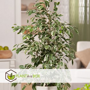 Ficus benjamina twilight xl
