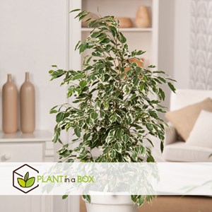 Ficus benjamina twilight xl